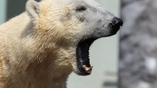 Bear market