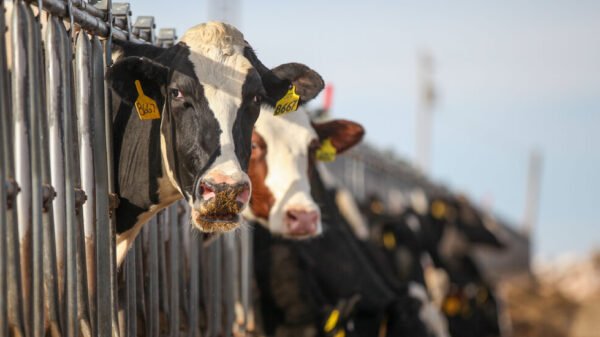 Bird Flu Threatens Cow Cuddling: The Joyful Therapy Under Siege